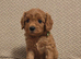 Gorgeous male and female Cavapoo puppies