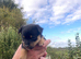 Pomchi jacks 3 male