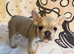 French bulldog puppy for sale