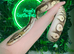 Lots of reptiles for rehome