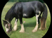 Handsome Cob Gelding Payment Plan accepted & Livery