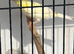 Canary 2 cocks
