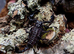 Emperor Scorpions at Birmingham Reptiles
