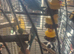 5 ring necks for sale