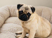 Pug Pedigree Girl Pup