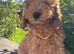 Stunning cockapoo girl