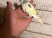 Budgies for sale