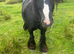 6 Year Old 12.2hh Stallion Project