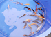 Koi Carp lovely bright colour s