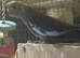 Cockatiels ringnecks bengalese budgies canarys
