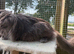Maine Coon Female - Blue Smoke
