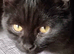 British Shorthair Kittens Ready To Go
