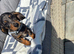 Dachshund