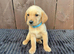 Goldador puppies 8 available 5 boys 3 girls