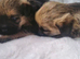 Border terrier kc reg