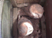 barn owls x 2