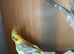 A pair of cockatiels for sale