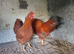 New Hampshire red Bantams