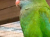Pair of barrabands