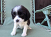 Beautiful Cavapoo Puppies