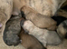 Beddie x whippet 1st cross