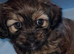 Schweenie puppies for sale