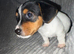 Black and white jack russle puppy's