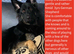 Rescue Dogs Searching for their forever homes