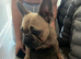 Female fawn French bulldog