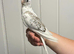 Hand Reared silly tame baby cockatiels with DNA