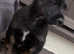 scottish terrier Puppy 2 boys