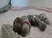 Stunning KC Reg Miniature Dachshund Puppies