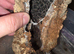 Psalmopoeus victori slings