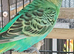Pair of budgies