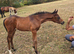 Beautiful Anglo Arab filly foal.