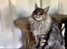 SILVER BLUE MAINE COON KITTEN FOR SALE