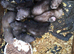 Baby ferrets soon ready
