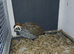 Mearn/montizuma quail