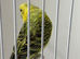 Baby budgie ring number 26 2026 rung