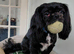 Shih tzu puppies for sale