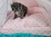 3 Championship Ragdoll (Cherubim)beautiful kittens with Genetic Test Certyficate HCM and PKD.
