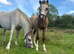 Registered Welsh A dun colt