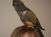 Patagonian conure