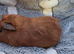 Teddy cross Boar