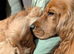 Red Show/working Cocker spaniel for stud