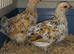 Pekin females