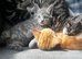 5 male kittens