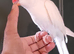 Beautiful Albino supertame ringneck talking parrot