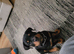 Gorgeous rottweiler pup