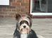 Ready to Go 3 Pure Biewer Terrier for sale